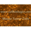 Mouse Tumor Epithelial Cells (Hu. Breast Cancer Origin, MDA-MB-231) 